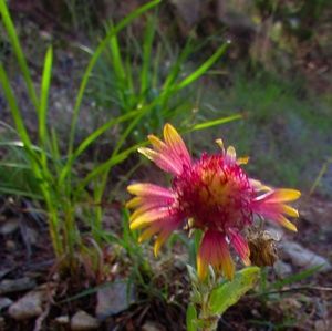 Meet your Posher, Annie